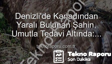 Denizli’de Kanadından Yaralı Bulunan Şahin, Umutla Tedavi Altında: Doğal Mirasa Sahip Çıkıyoruz