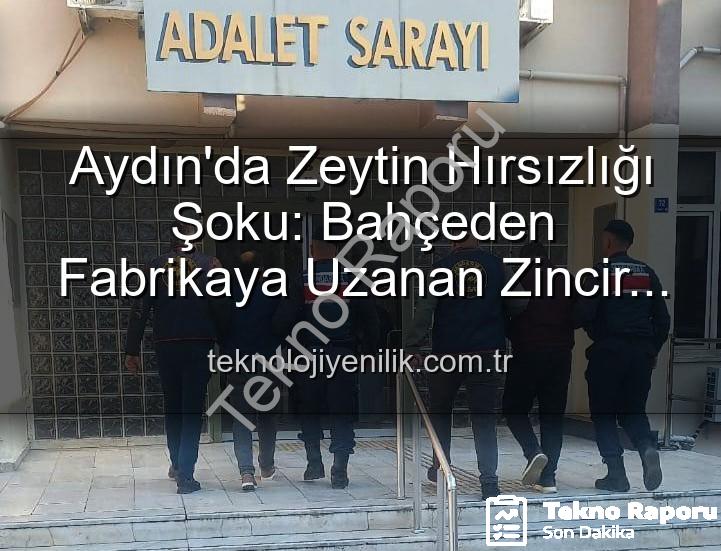 zeytin hırsızlığı - Aydın'da Zeytin Hırsızlığı Şoku: Bahçeden Çalınan Tonlarca Ürün Fabrikada Yakalandı!