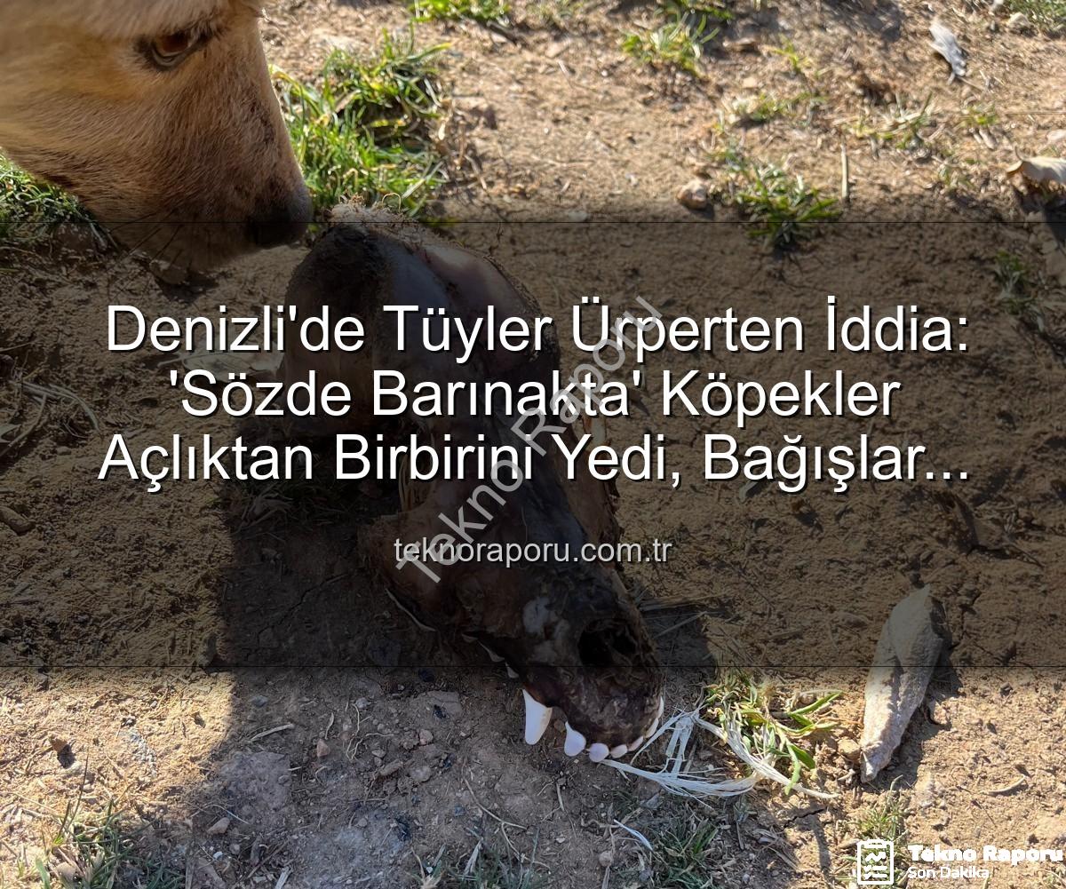 Barınak skandalı - Denizli'de Tüyler Ürperten İddia: 'Sözde Barınakta' Köpekler Açlıktan Birbirini Yedi, Bağışlar İstismar Edildi