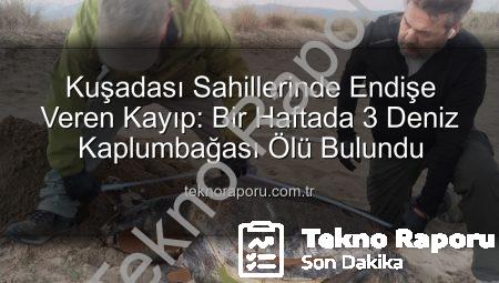 Kuşadası Sahillerinde Endişe Veren Kayıp: Bir Haftada 3 Deniz Kaplumbağası Ölü Bulundu