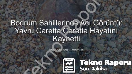 Bodrum Sahillerinde Acı Görüntü: Yavru Caretta Caretta Hayatını Kaybetti