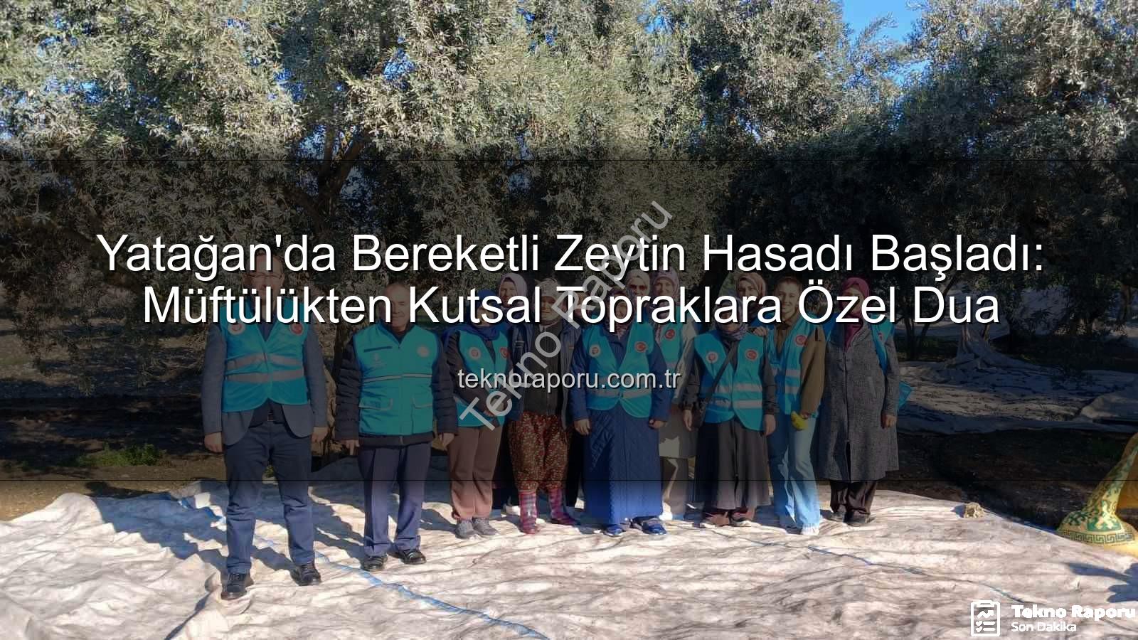 zeytin hasadı - Yatağan'da Bereketli Zeytin Hasadı Başladı: Müftülükten Kutsal Topraklara Özel Dua