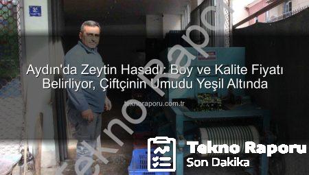 Aydın’da Zeytin Hasadı: Boy ve Kalite Fiyatı Belirliyor, Çiftçinin Umudu Yeşil Altında