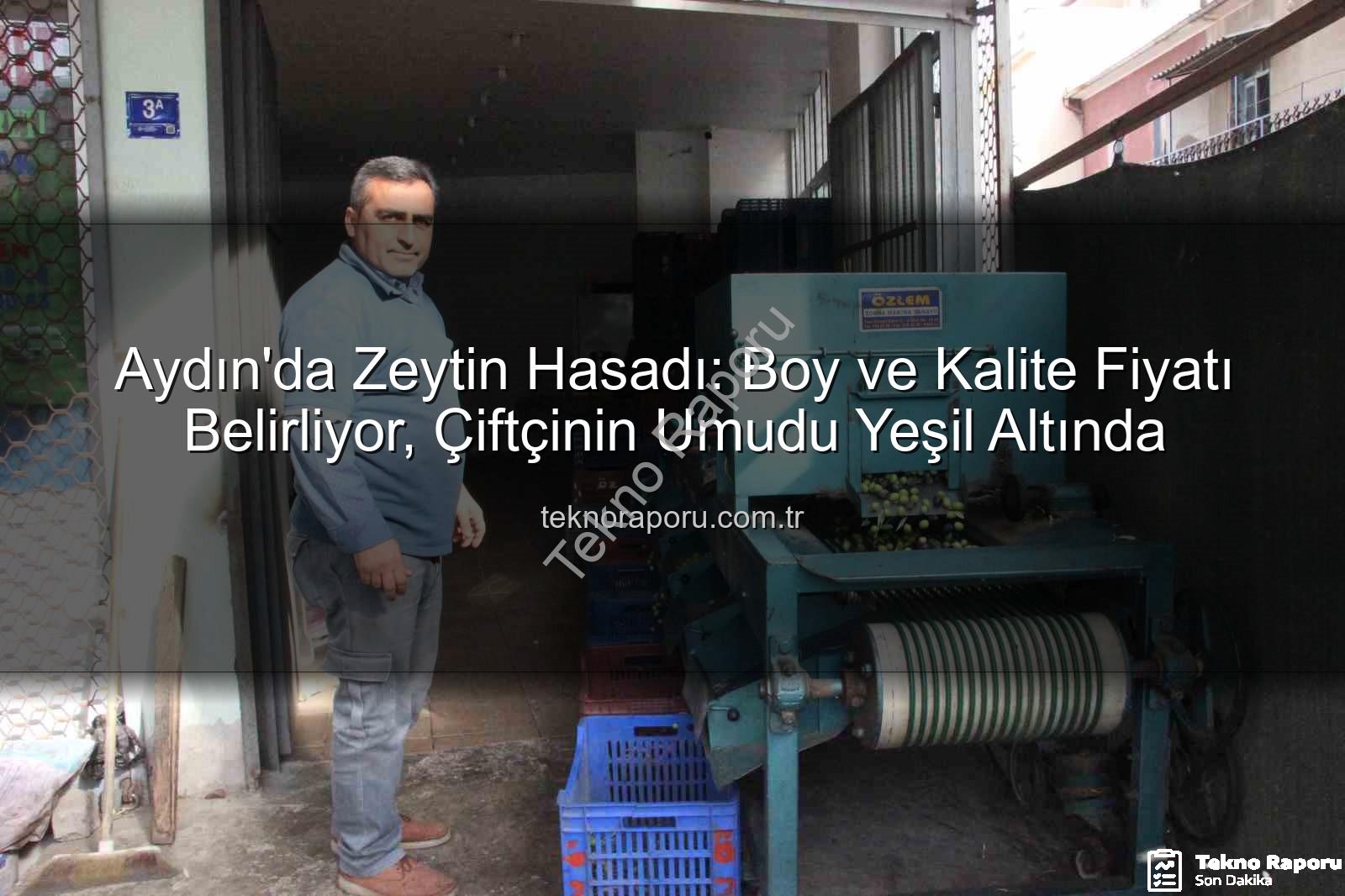 zeytin hasadı - Aydın'da Zeytin Hasadı: Boy ve Kalite Fiyatı Belirliyor, Çiftçinin Umudu Yeşil Altında