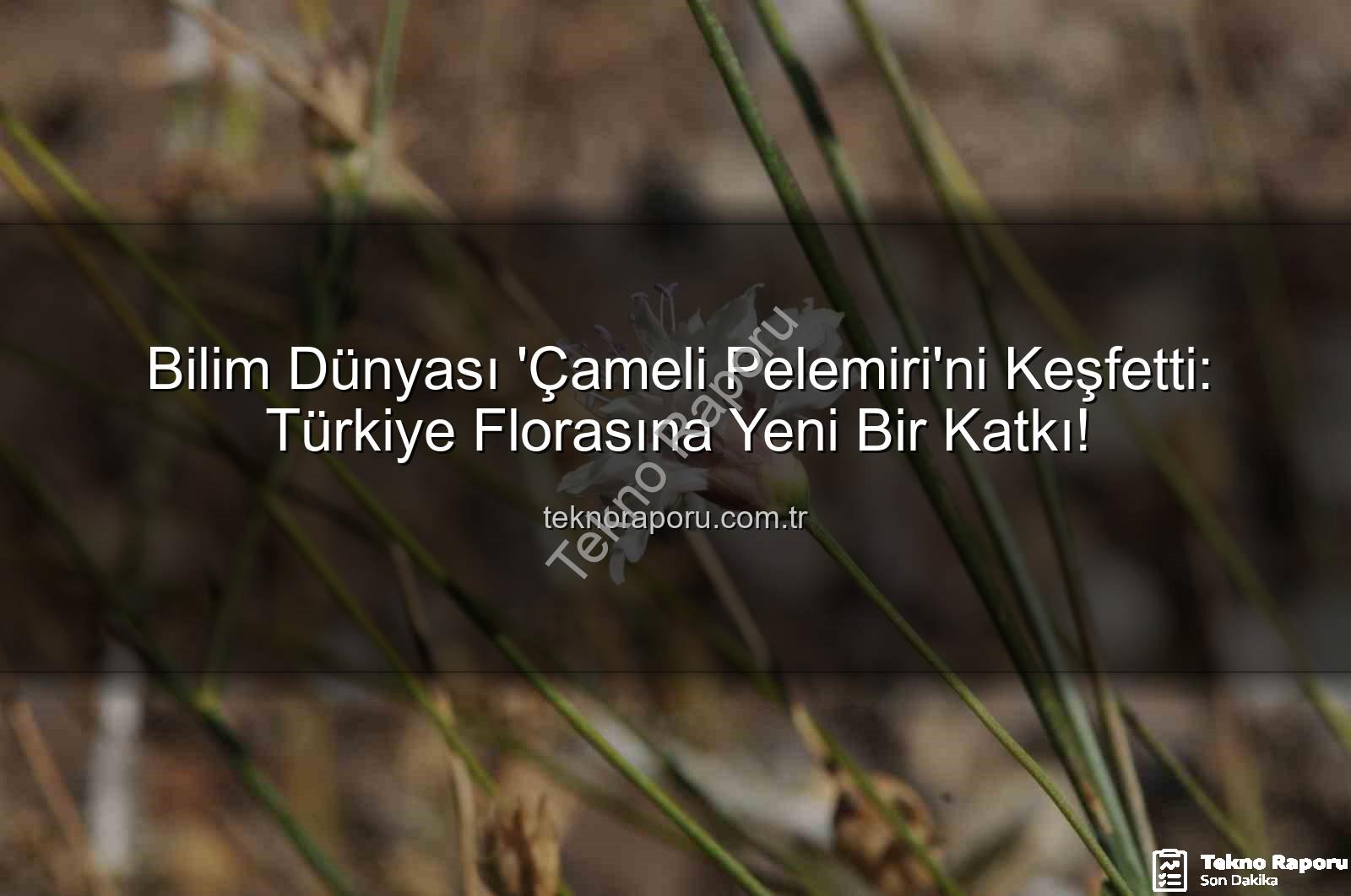 Çameli pelemiri - Bilim Dünyası 'Çameli Pelemiri'ni Keşfetti: Türkiye Florasına Yeni Bir Katkı!