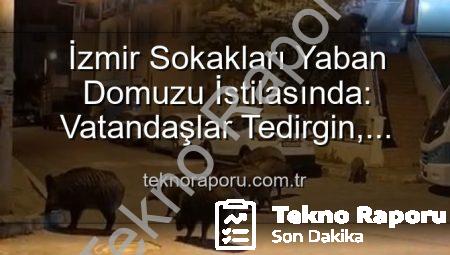 İzmir Sokakları Yaban Domuzu İstilasında: Vatandaşlar Tedirgin, Yetkililere Çağrı Var