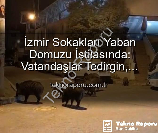 İzmir Sokakları Yaban Domuzu İstilasında: Vatandaşlar Tedirgin, Yetkililere Çağrı Var
